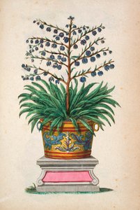 Virágos növény, a "Phytographia Curiosa" című, 1702-ben kiadott könyvből.